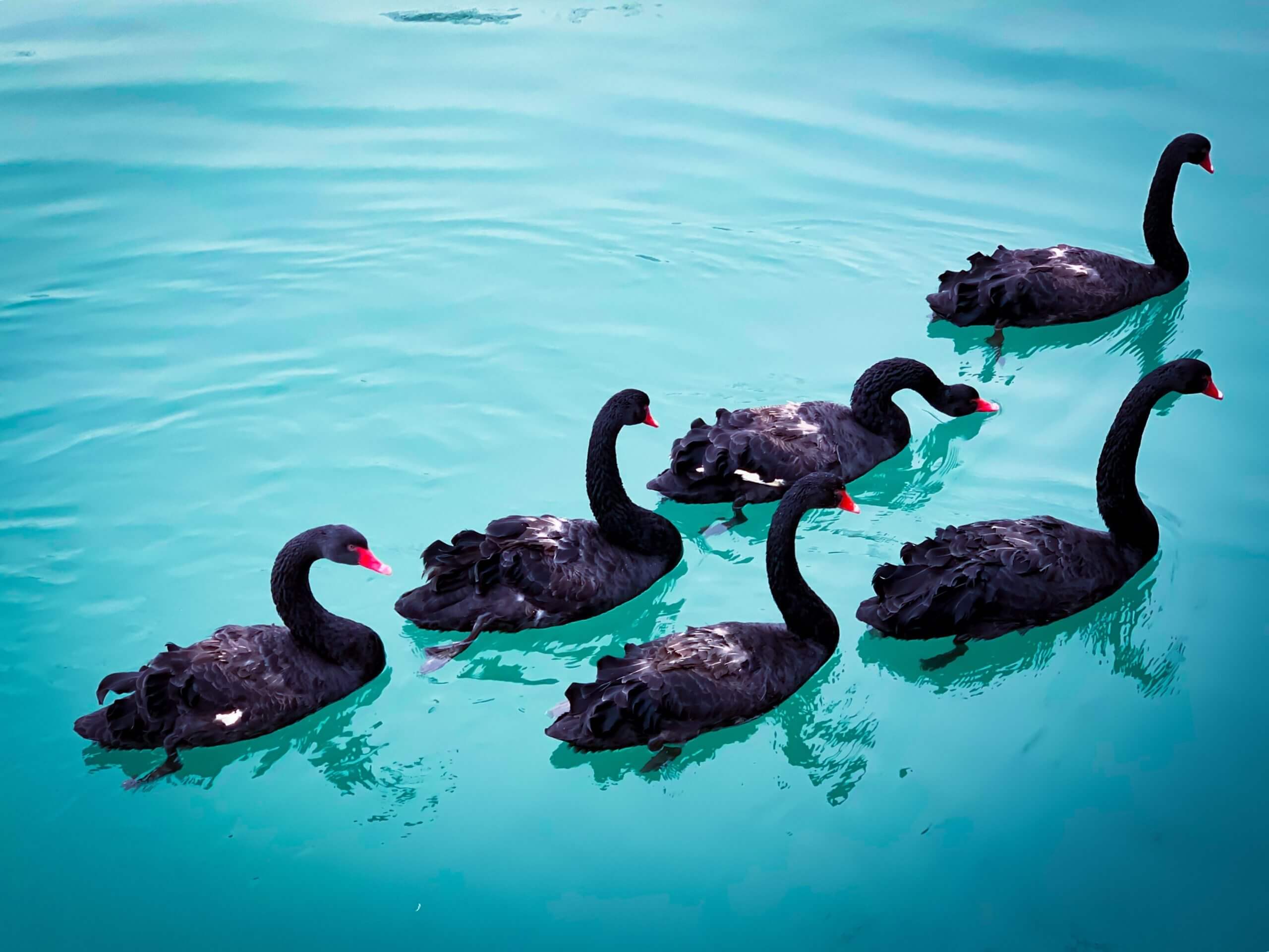 Black Swans – From the Exception to the Rule